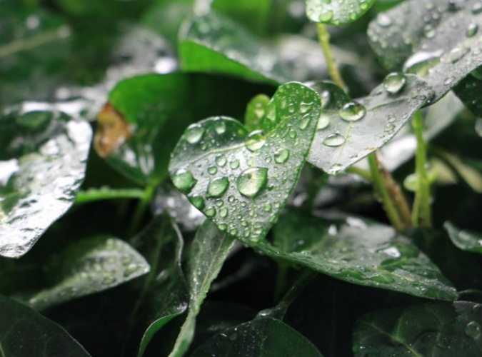 常春藤病害防治