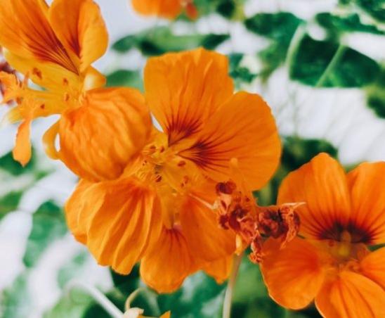 金蓮花使用注意事項