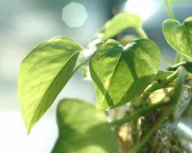 黃金葛根黑使用