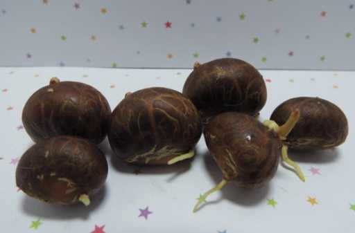 福木種子處理技巧