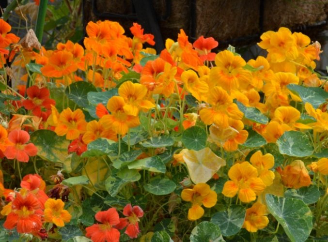 金蓮花使用注意事項