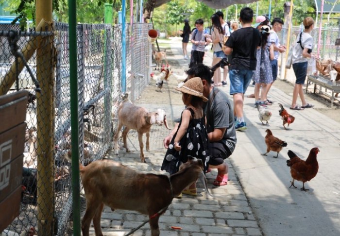台南動物園農場 動物互動