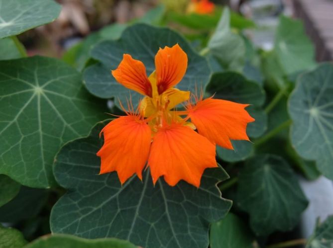 國華街小吃推薦