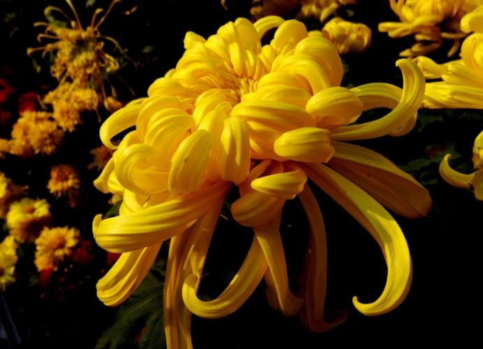 秋菊品種介紹 秋菊品種介紹