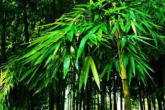 竹子分類