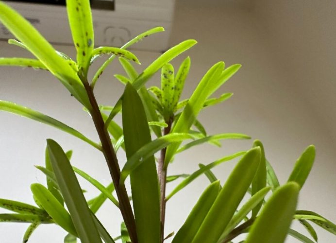 羅漢松病蟲害 羅漢松病蟲害