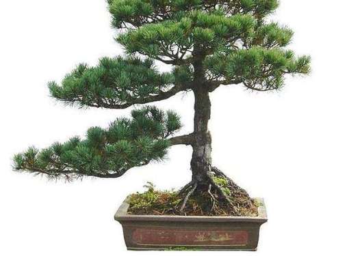 針松變黃原因 針松變黃原因