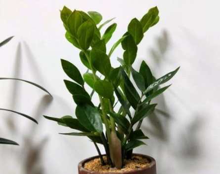 金錢樹養護 金錢樹養護