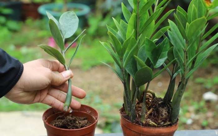 室內植物施肥 室內植物施肥