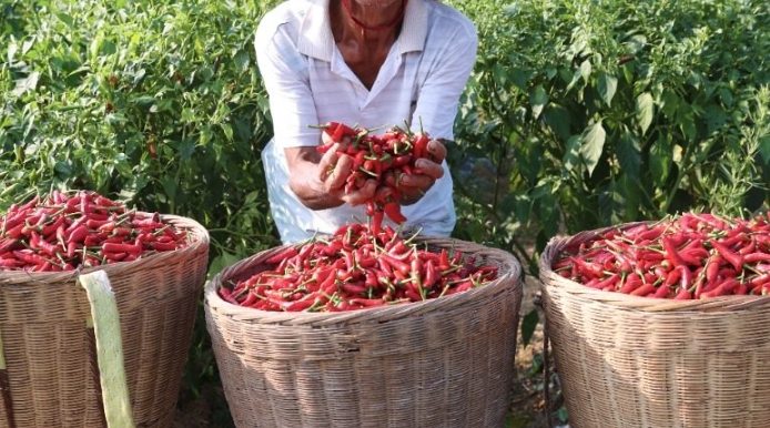 辣椒生长周期 辣椒生长周期
