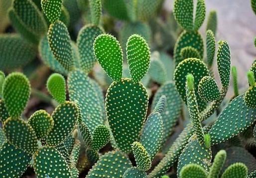 仙人掌根部養護 仙人掌根部養護