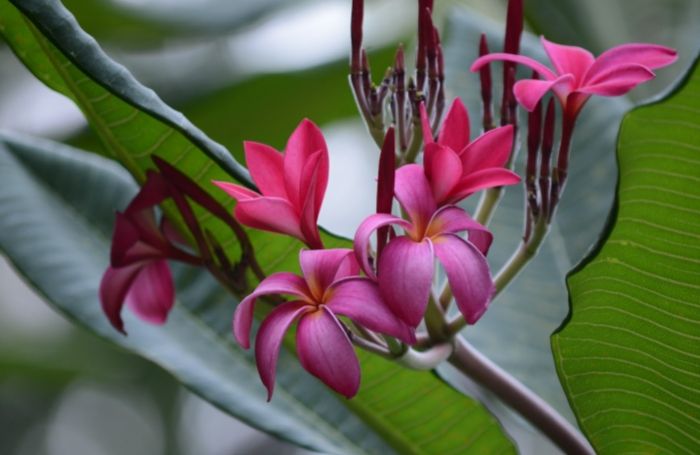 雞蛋花葉子捲曲