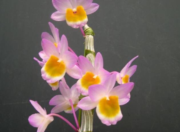 蘭花根部發黃 蘭花根部發黃