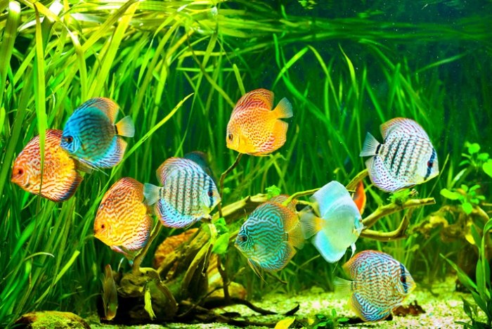 魚跳出魚缸夢境意義