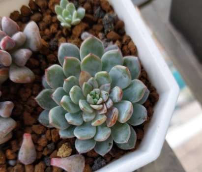 多肉植物黃葉處理