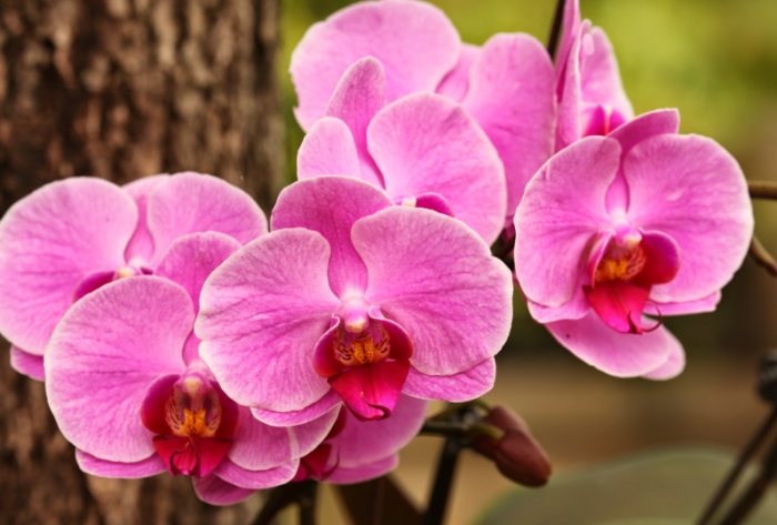 蝴蝶蘭養護方法