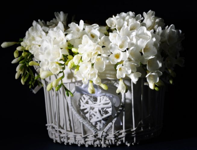 白色小蒼蘭象徵