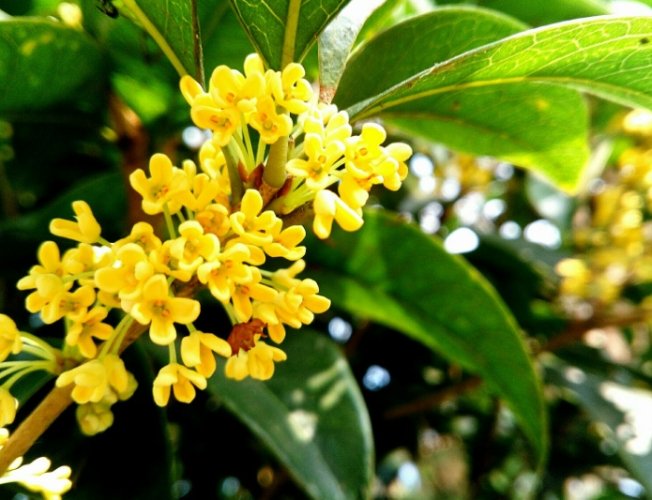 桂花病蟲害防治 桂花病蟲害防治