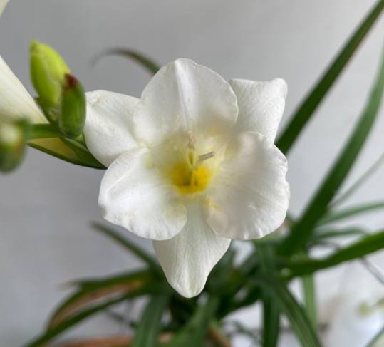 小蒼蘭養護技巧