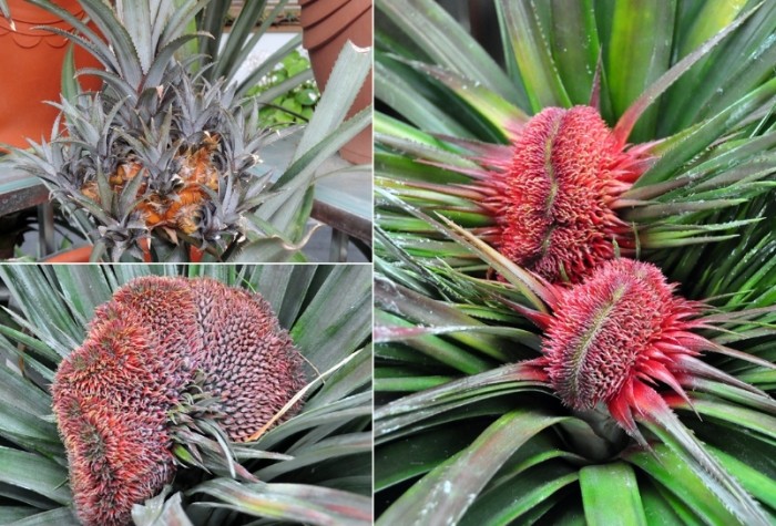 鳳梨花繁殖方法