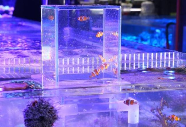 夢見魚跳出魚缸解夢