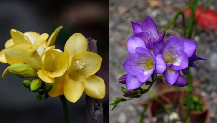 藍色小蒼蘭寓意 藍色小蒼蘭寓意