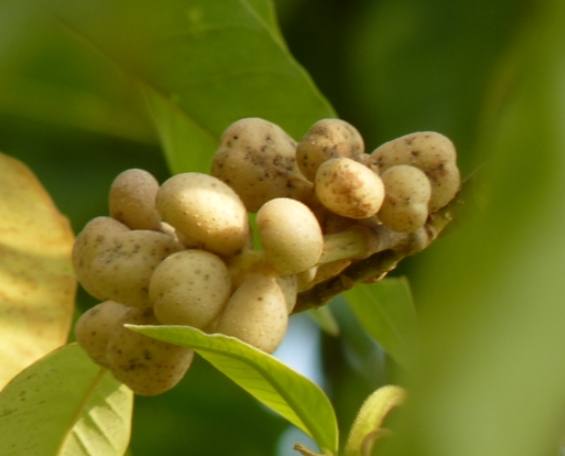 玉蘭花果實功效