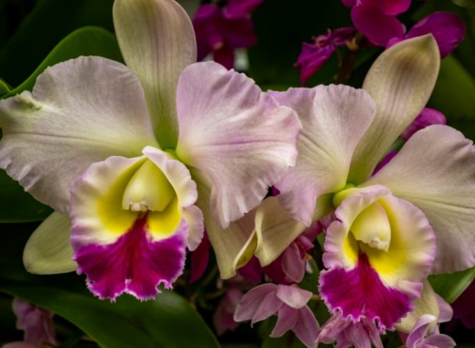 蘭花葉子枯黃處理