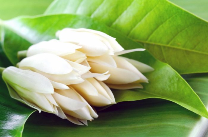 玉蘭花精油使用方法