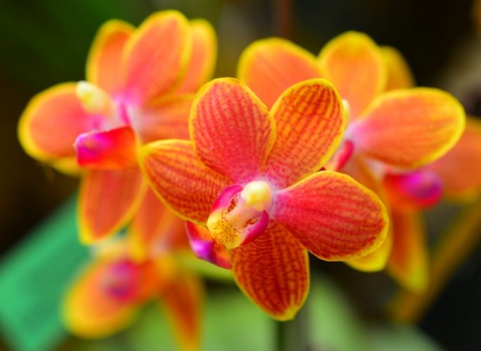 蘭花葉子枯黃處理