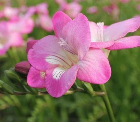 小蒼蘭花語意義