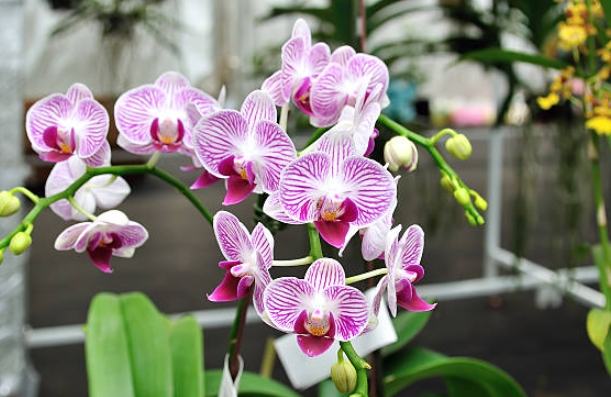 蝴蝶蘭養護方法