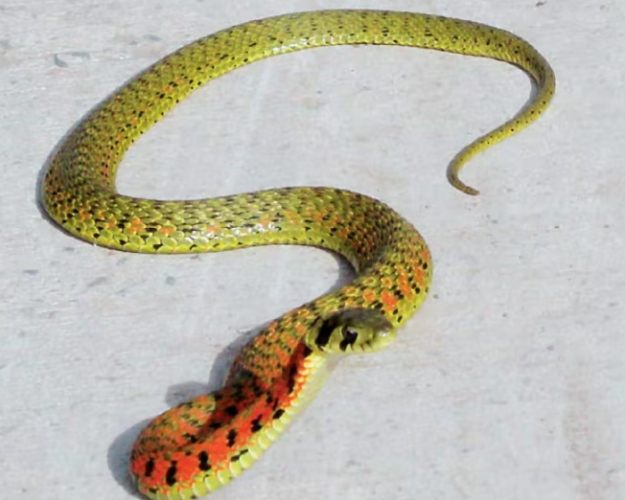 多頭蛇夢境解析