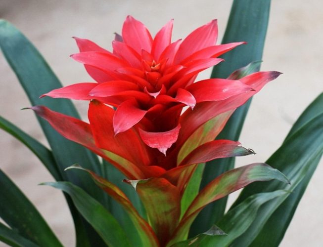 鳳梨花繁殖方法