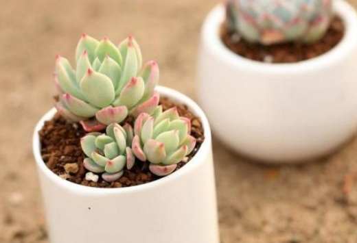 多肉葉子變黃解決