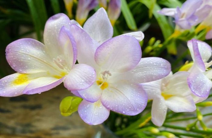 小蒼蘭開花時間