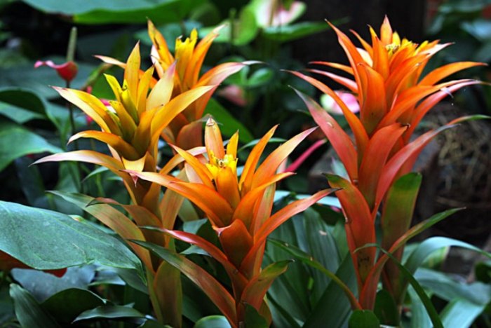 鳳梨花修剪時間