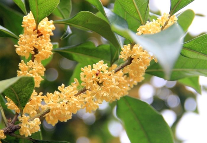 桂花盆栽照顧 桂花盆栽照顧