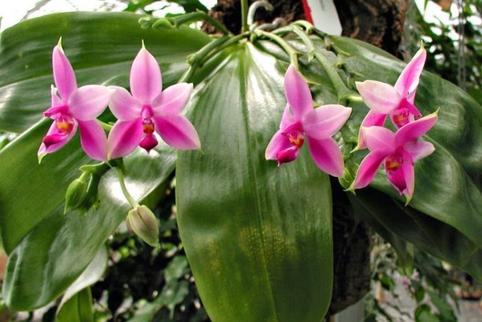 玉蘭花對貓咪有毒嗎