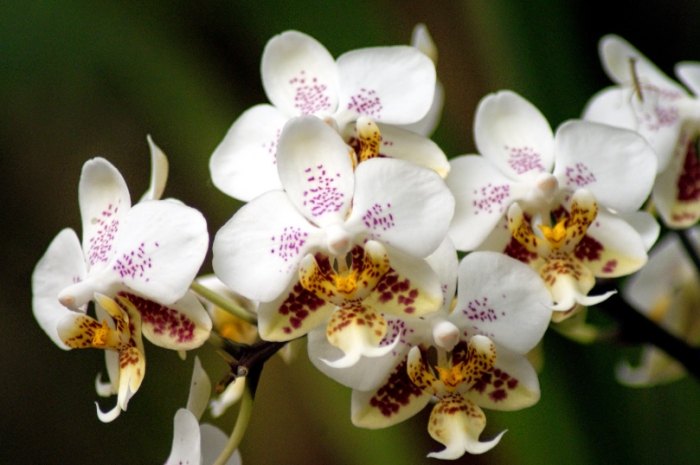 蝴蝶蘭養護方法