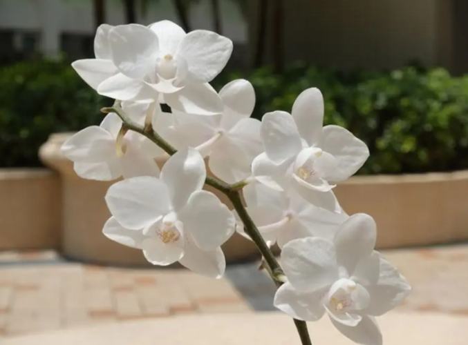 養蘭花三少一多