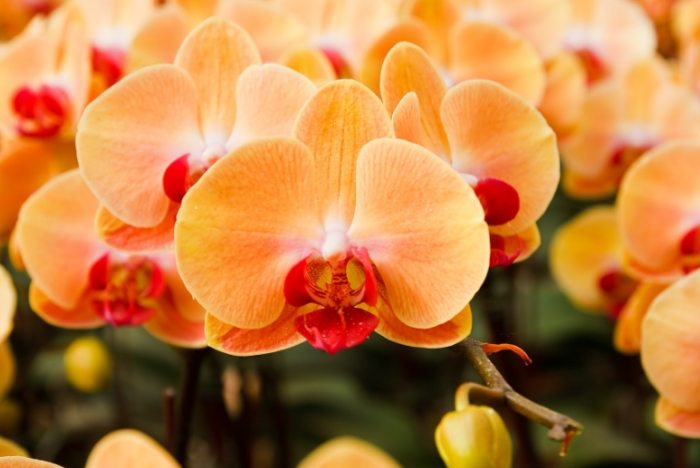 養蘭花三少一多