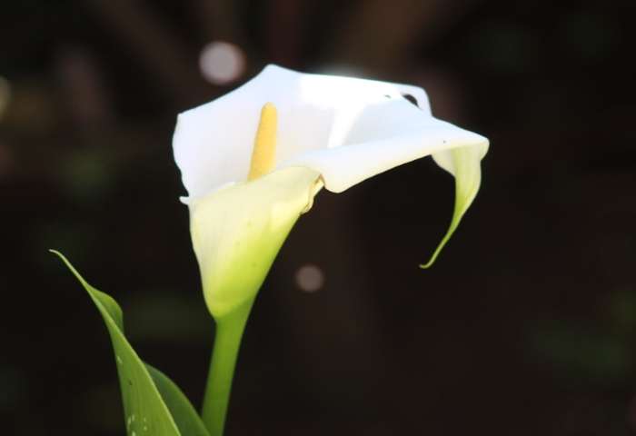 小蒼蘭白色花語