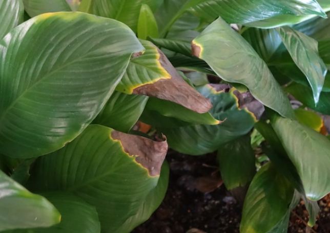 多肉葉子變黃解決