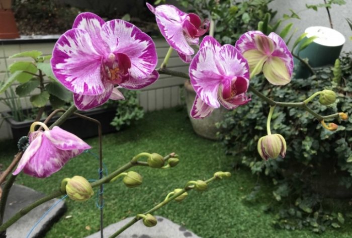 拖鞋蘭澆水頻率