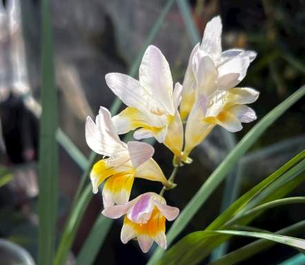 小蒼蘭栽培 小蒼蘭栽培