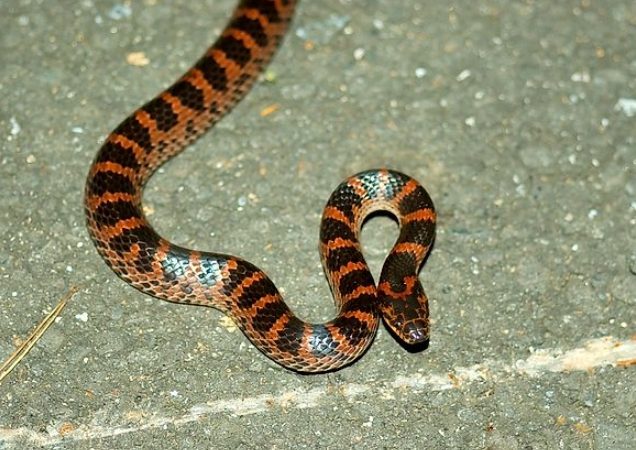 紅色蛇 夢境 解析