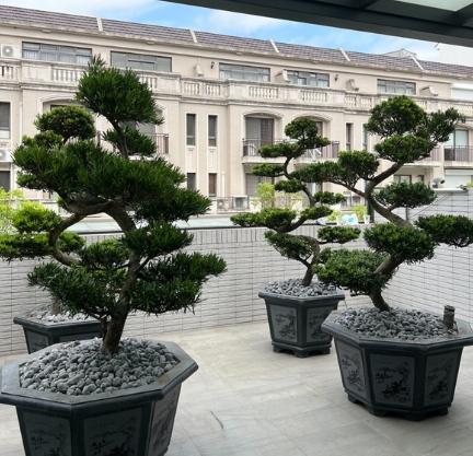 羅漢松造型技巧