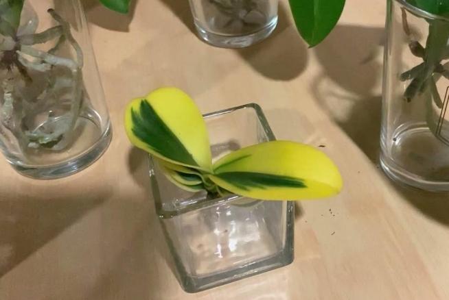 水培植物換水方法 水培植物換水方法