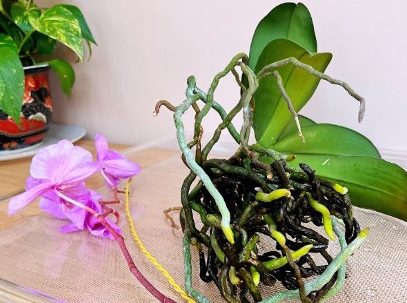 全水耕蘭花養護 全水耕蘭花養護